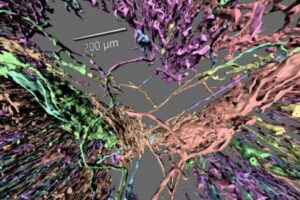 Winzige Blutgefäße in 3D visualisieren