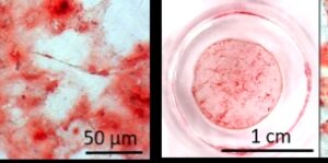 Tissue Engineering: Stammzellen zur Knochenzellbildung anregen