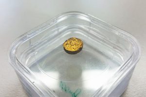 Ein 18-Karat-Gold-Nugget auf Basis von Kunststoff