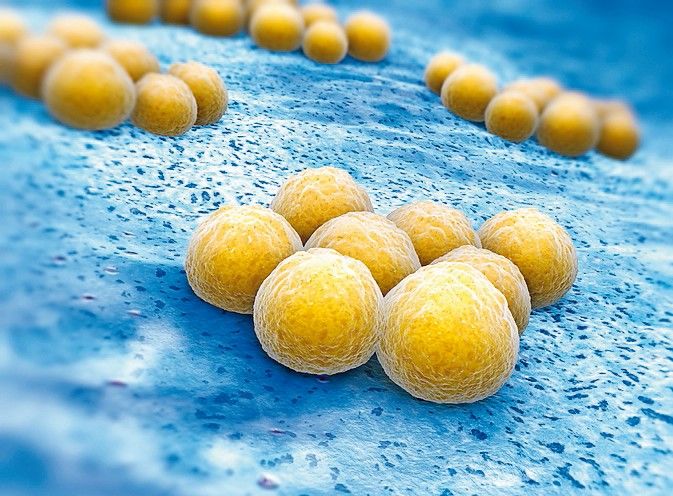 Membran aus Cellulose wirkt antimikrobiell und lässt Keimen keine Chance