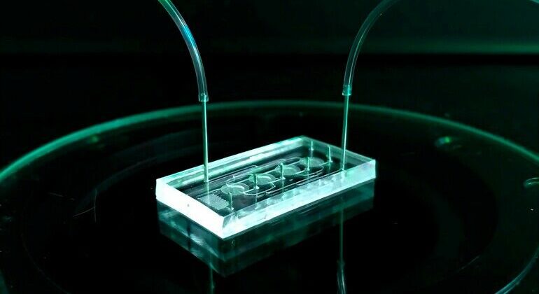 20231004_Resilienz_Organ-on-Chip_NMI_ab.jpg