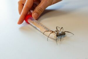 Mit Spinnenseide gegen das Aneurysma
