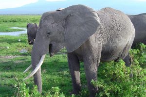 Wie Elefanten sprechen
