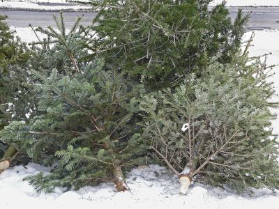 Weihnachtsbaum – ein Dauerbrenner