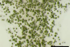 Algen verbessern 3D-Druck von Zellen
