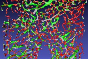 3D-Bilder von kleinsten Blutgefäßen