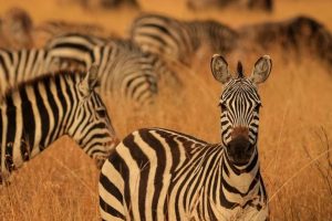 Zebras folgen ihrer Erinnerung