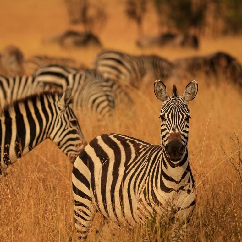 Zebras folgen ihrer Erinnerung