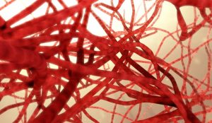 Blutgefäße versorgen jedes Organ mit Nährstoffen