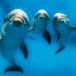 dolphin_portrait_detail_of_eye_while_looking_at_you_from_ocean
