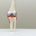 Artificial_human_knee_joint_model_in_medical_office