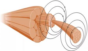 Muskelfasern erzeugen ein Magnetfeld